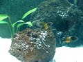 TROPHEUS BEMBA
