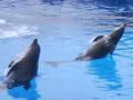 Aqualand.3GP Aqualand.3GP