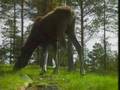 videos de The Wildlife and Scenery of Europe  Part 07