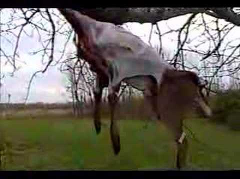 Deer Skinning with the truck
