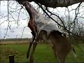 Deer Skinning with the truck