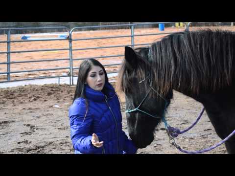how to properly lunge a horse