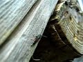 Parasitoid Wasp 2