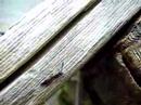 Parasitoid Wasp 2