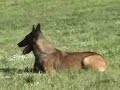 Chaos - FRI Competition - Belgian Malinois