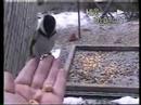 Hand Feeding Chickadees Hand Feeding Chickadees