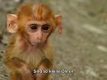 music video created by m. esa in november 2006 using the famous song 