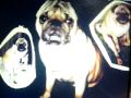R.I.P. Otis 1995-2009
