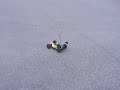 Ishima Rave. M1.0S (RTR) Ishima Rave. M1.0S (RTR)