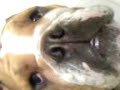 Greta Buldog llorando