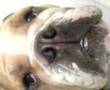 Greta Buldog llorando