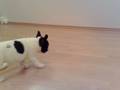 Dexter - Buldog Francuski