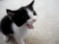 UFC - Ultimate Fighting Cats - Funny Kitten Wrestling Match