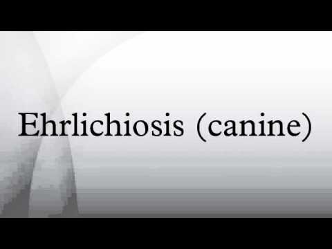 how to treat ehrlichia in dogs