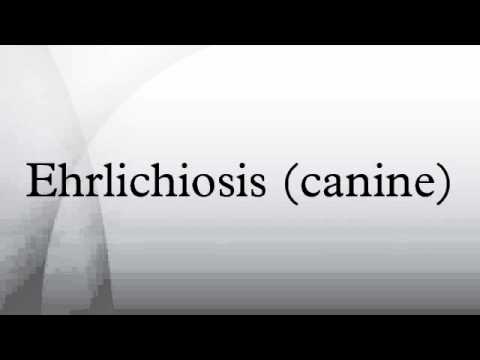 how to treat ehrlichiosis in dogs