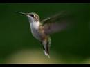 Hummingbirds And Other Fancy Flyers