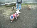 Goro@Welsh corgi 20061216 Wire Fox Terrier 01