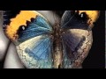 Bisous doux de bonne nuit ^^) Il Volo - Zucchero