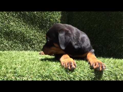 Female Rottweiler Puppy.