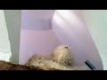 PowPow Puppet Show: Snake Song
