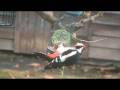suet bird feeder