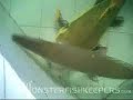 Monster Pond Video by Kido -  MonsterFishKeepers.com