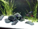 Tropheus kiriza and red moliro 2 Tropheus kiriza and red moliro 2