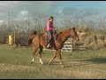 Sweet trail gelding for sale!(Spaghetti Western)