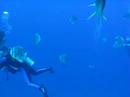 Swimming With Batfish 2