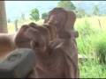 videos de Talladores de piedra Barichara