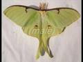 Science question of the day: What does this moth eat? NOW with a video about the Luna moth! Science question of the day: What does this moth eat? NOW with a video about the Luna moth!