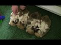 MaryNell'scorgipuppies5.30.2010.m2ts