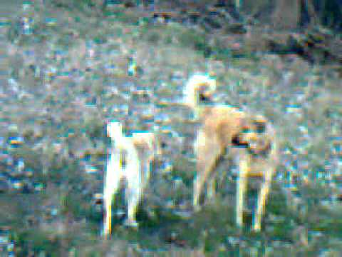 kangal dövüsü