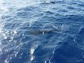 Tenerife, Whales!!