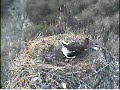 DPOF Osprey New Dennis first egg tend 4/10/08