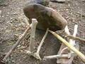 Spencer two dogs; Paiute trap variation