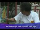 TnnTV World News china_quake_dogs