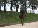 Bazzy Boy having a canter