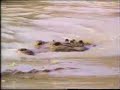 croc vs caiman