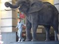 Rafik essaye de monter sur l elephan