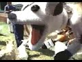 Crazy Dog Park