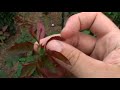 Increasing Your Rose Blooms - Flower Gardens Increasing Your Rose Blooms - Flower Gardens
