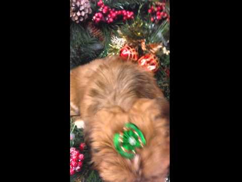 Appoline is so sweet loves to give kisses