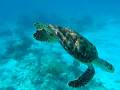 videos de Swimming with a Sea Turtle in Half Moon Cay