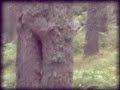 BigFoot