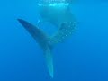 GWENAEL SWIMMING WITH WHALE SHARKS IN CANCUN
