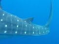 GWENAEL SWIMMING WITH WHALE SHARKS IN CANCUN