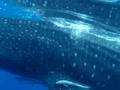 GWENAEL SWIMMING WITH WHALE SHARKS IN CANCUN