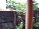 Orquideas