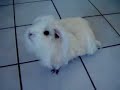 Tilly, my sweet guinea pig